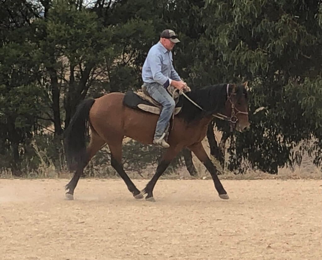 Waler stallion Pinjee and trainer Drew 2023