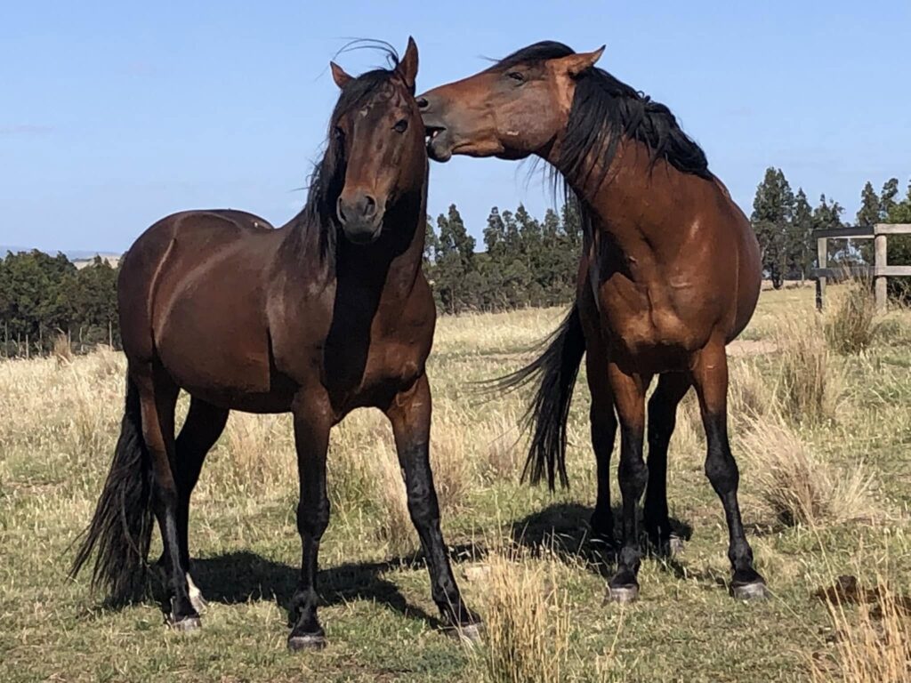 Waler stallions Virtuoso and Pinjee, December 2024