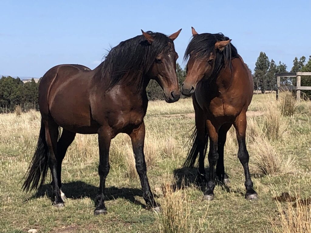 Waler stallions Virtuoso and Pinjee, December 2024