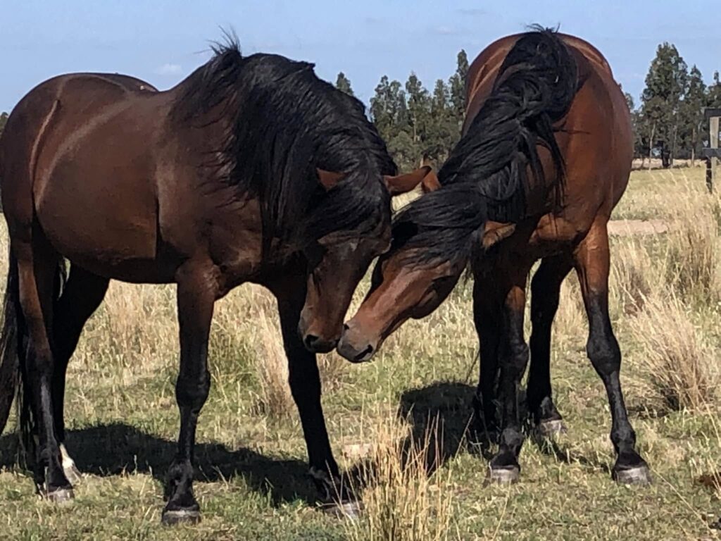 Waler stallions Virtuoso and Pinjee, December 2024