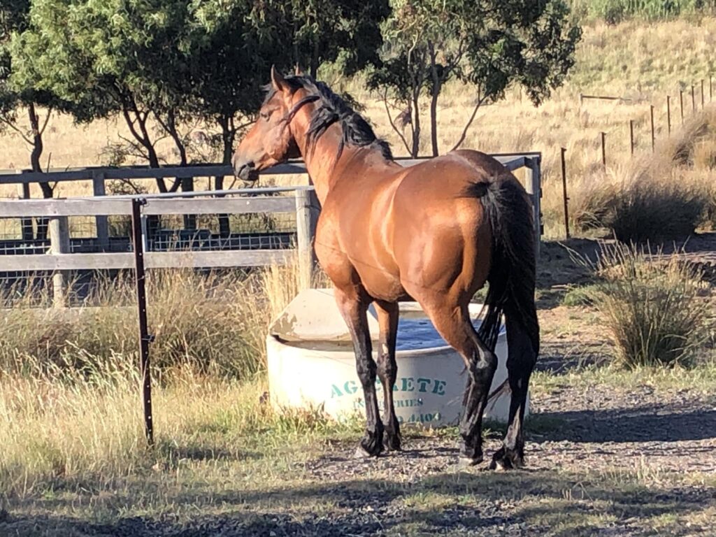 Waler stallion Pinjee 2024