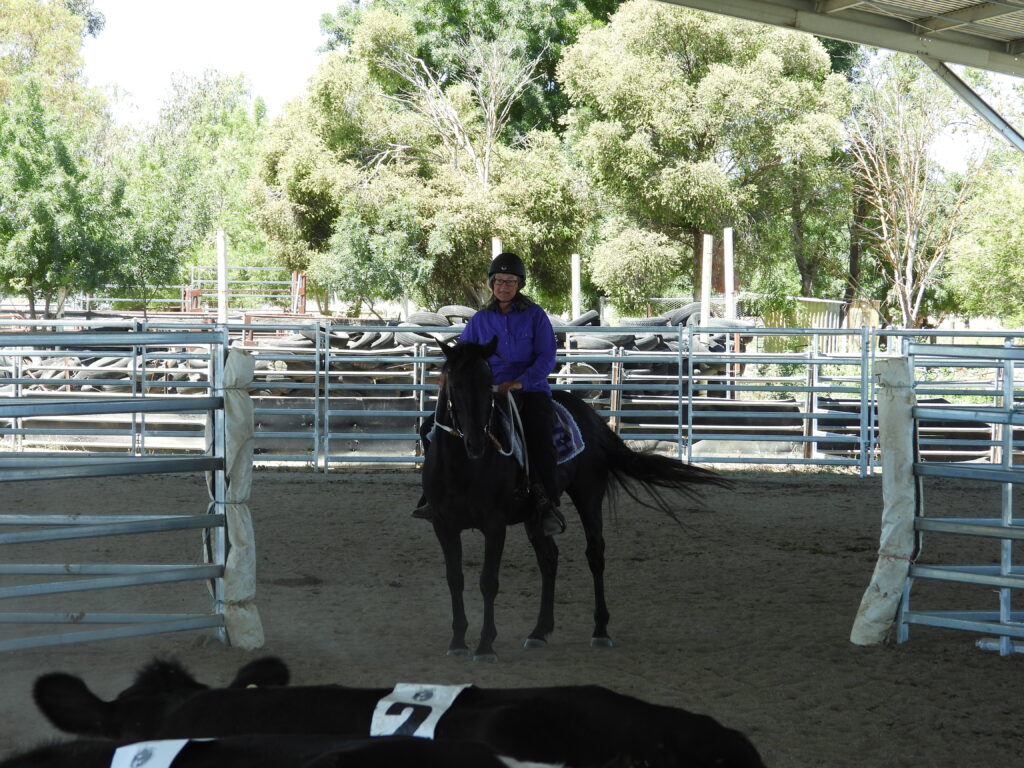 Waler stallion Classic Ezekiel at Ozsort cattle clinic December 2024