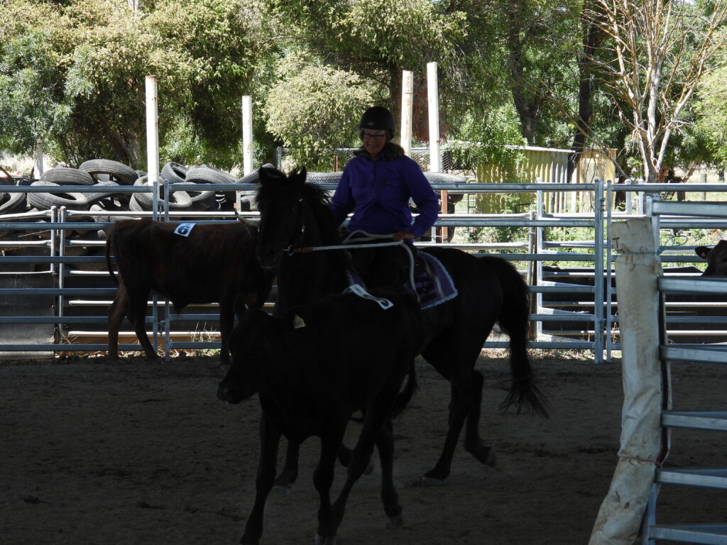 Waler stallion Classic Ezekiel at Ozsort cattle clinic December 2024