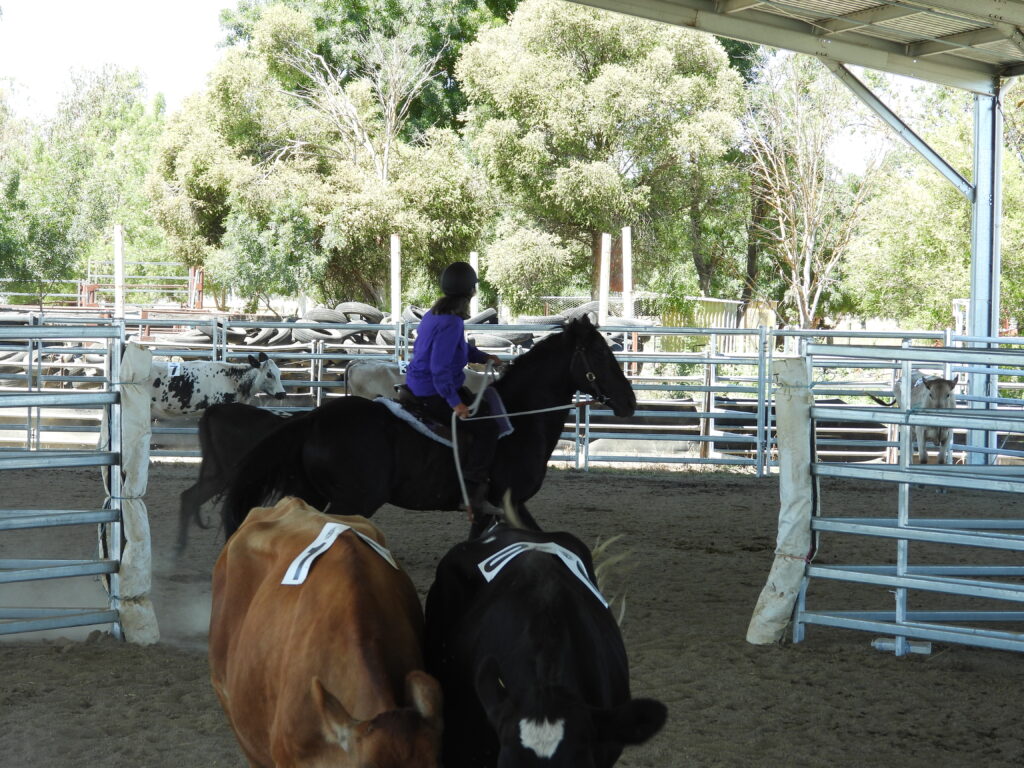 Waler stallion Classic Ezekiel at Ozsort cattle clinic December 2024