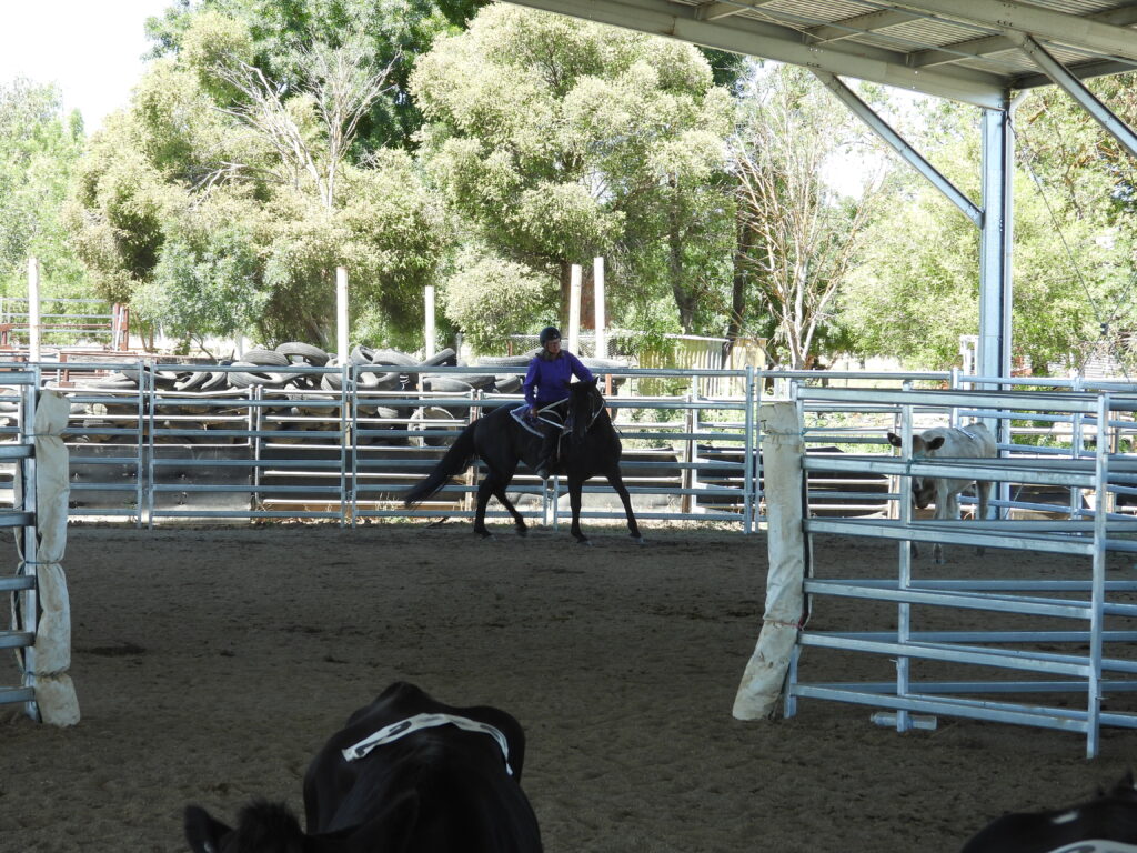 Waler stallion Classic Ezekiel at Ozsort cattle clinic December 2024