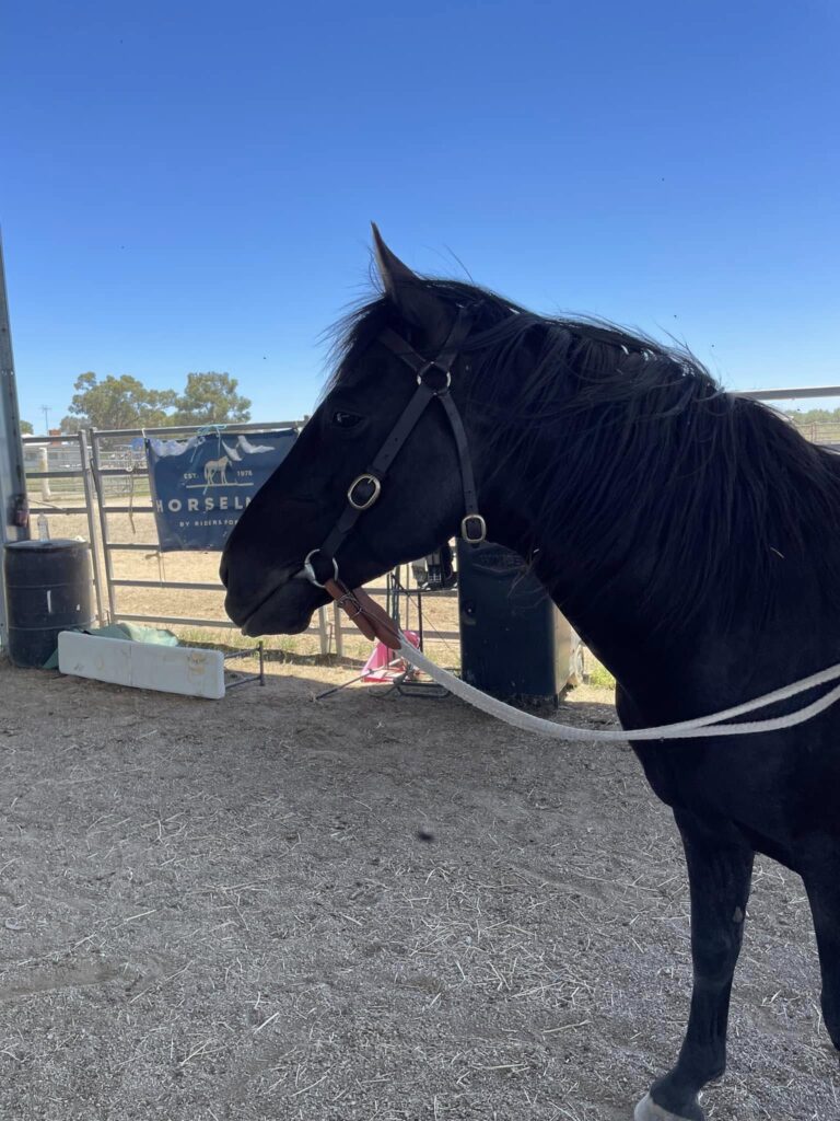 Classic Ezekiel at the arena for the Ozsort Clinic