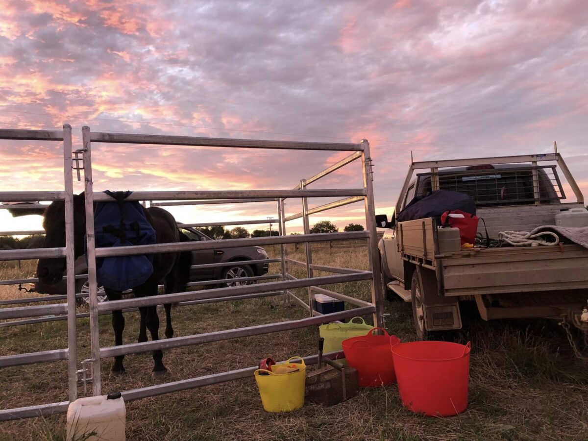 Classic Ezekiel in overnight yard at Marionvale