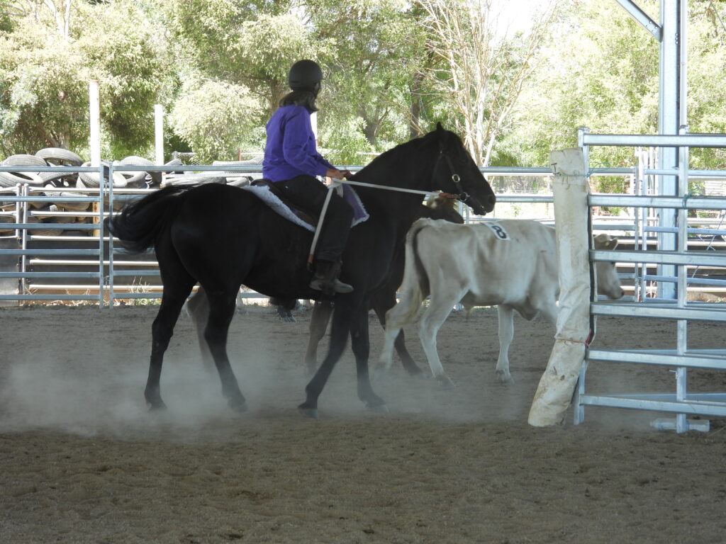 Waler stallion Classic Ezekiel at Ozsort cattle clinic December 2024