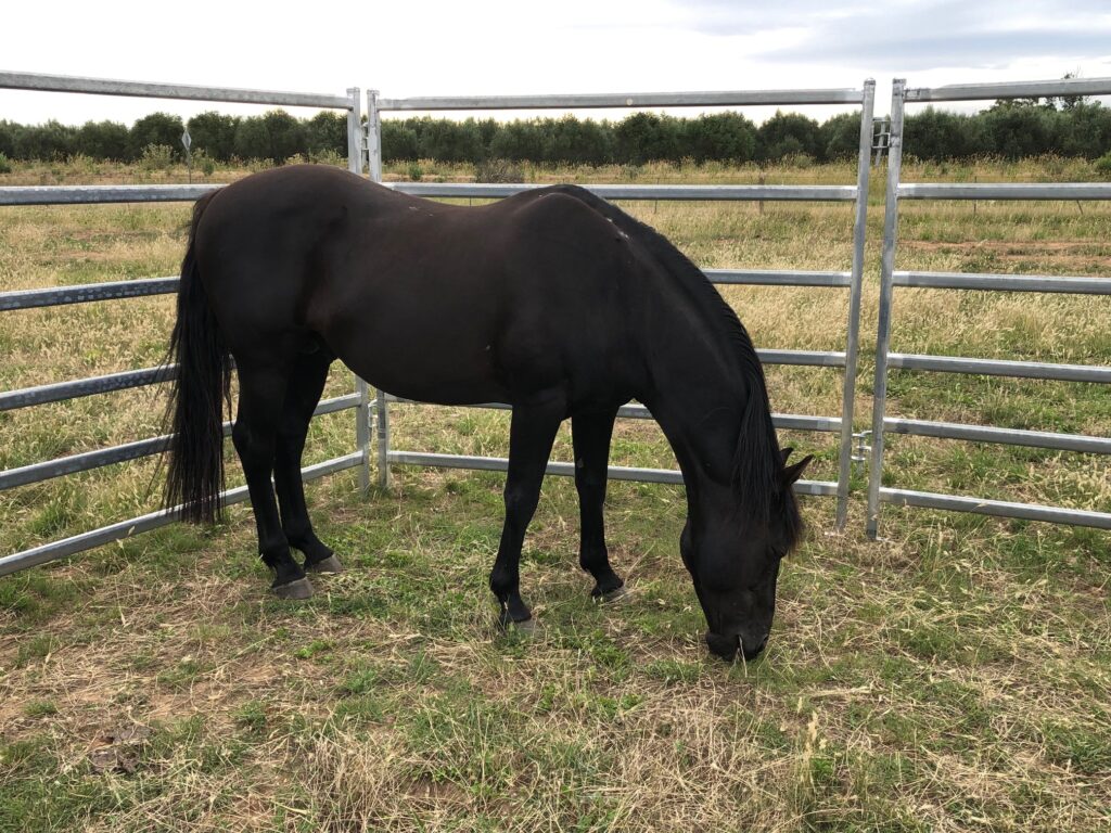 Classic Ezekiel in yard at Marionvale Ozsort Clinic December 2024