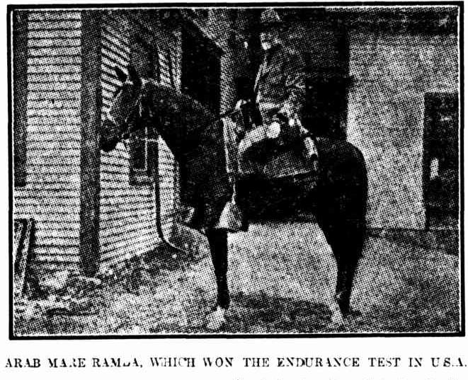 Chronicle, 3rd April, 1920 In October 1919 an “Endurance Trot” of 300 miles under cavalry conditions (carrying weight) in the USA was won by an Arab mare, Ramla. This kicked off their popularity for endurance races, and it was much reported here, lamenting we'd missed out on good lines by refusing to bring some captured horses here after W1. Ramla, the Arab mare which won the Endurance Trot of 300 miles - 482.8k. It took 5 days of hard riding; only 8 horses finished out of 18 starters.