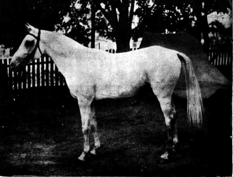Delos, 13.3hh, an Arab stallion imported by J.S. Love of Queensland, one of our biggest horse breeders and exporters. He went to Dalgonally Station to breed horses for export. He'd won many races in India. Typical of the many Arab stallions we imported over the years from India (to where they'd been taken from the Middle East). North Queensland Register 7th April 1902.