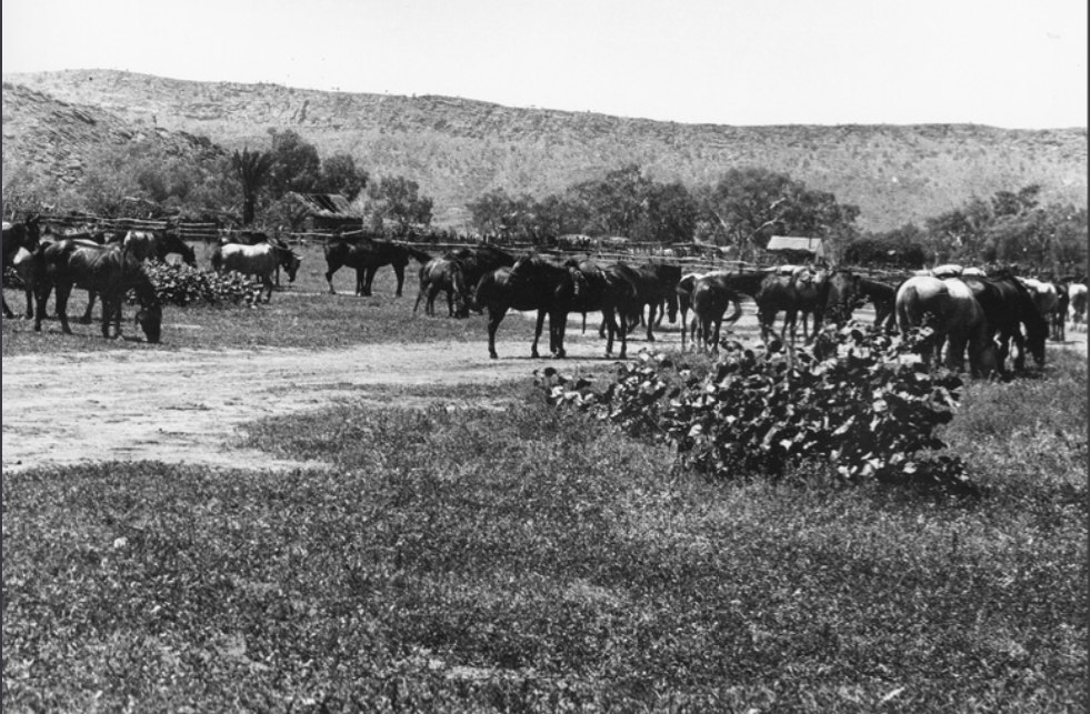 ''Mob of horses at Government well, Alice Springs ... horses probably from Love Creek Station owned by Louis Bloomfield, some 70 miles east. Charlie Meyer's old home left of photo with thatched roof. At right, Charlie Saddadene's hut and garden taken from main road going south'. 1924.' Photo by Jack Lavar. State Library S.A.