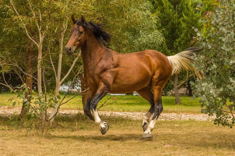 Waler stallion Newhaven Bushfire