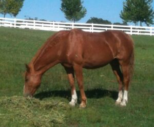 Waler mare Katia, Waer' Run photo