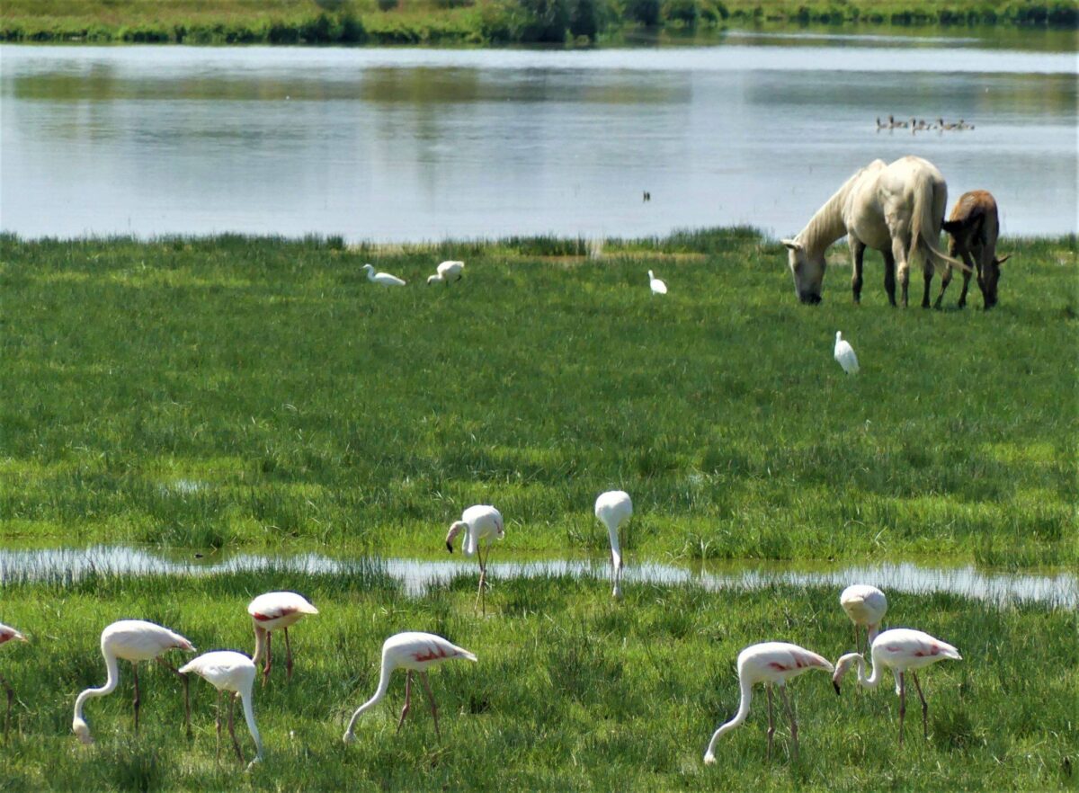 Marismeño horses in Doñana National Park. Photo from the Lancandondringo website