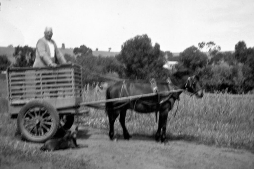 Edgar Martin Perdriau... on his farm called Parafield, near Wagga Wagga. Edgar was the son of Henry, and managed the rubber factory, as well as running his farm. Nice pony! Wikitree website