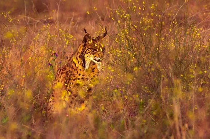 Local predator, the Lynx, native to the Doñana National Park and area. We have the dingo. Photo from Spain.info website