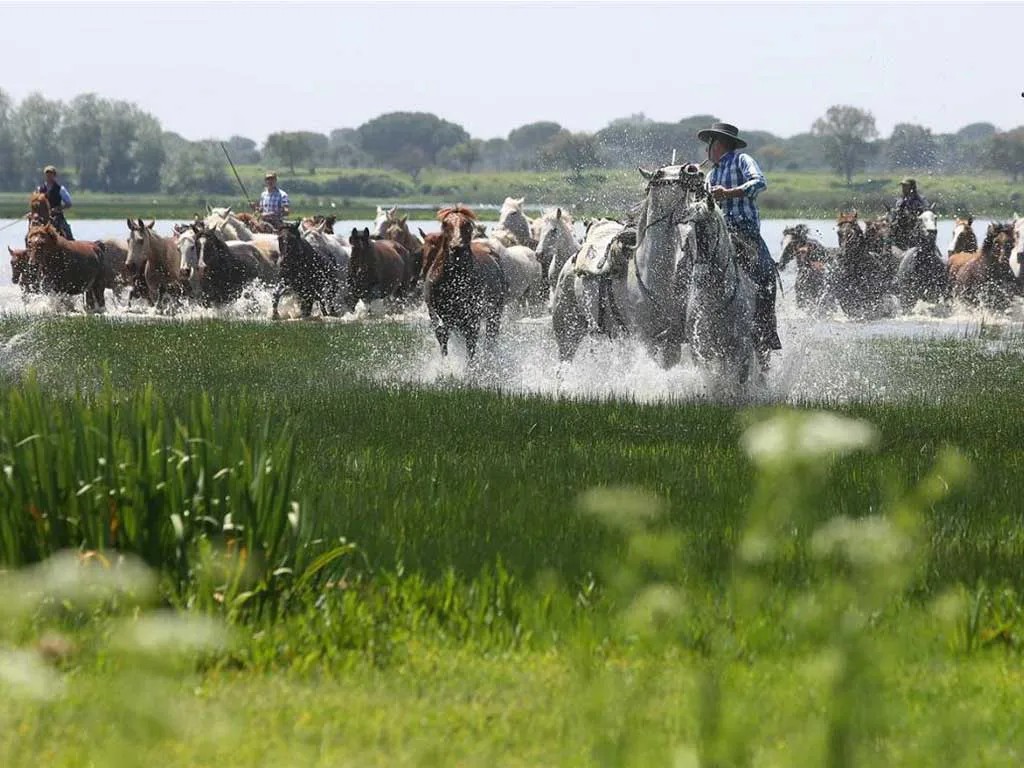 Mustering Marismeño horses in Doñana National Park. Photo from visit-andalucia website