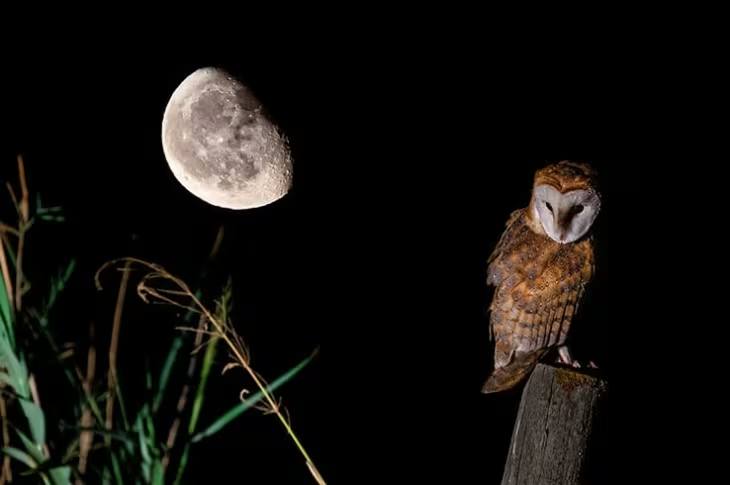 owl in Doñana National Park. pic from the spain.info website,