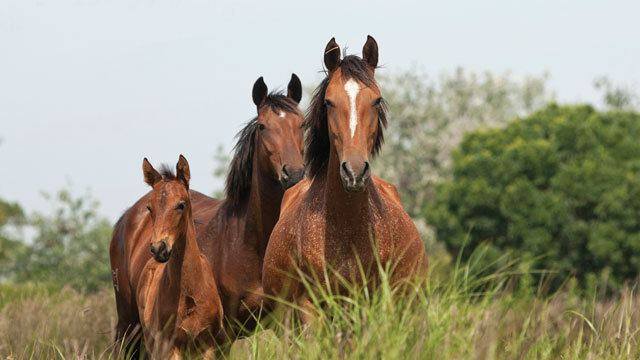 Retuerta horses. Alchetron website photo.