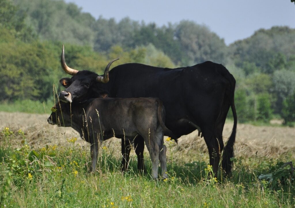 Sayaguesa cattle, some have been rewilded back into the Campanarios de Azaba Biological Reserve where the Retuerta horses are, it's near the Doñana Park. Photo from Wikipedia. An ancient Spanish breed, they carry genes from the aurochs, are hardy, and some have been rewilded into Croatia recently to help a National Park there.