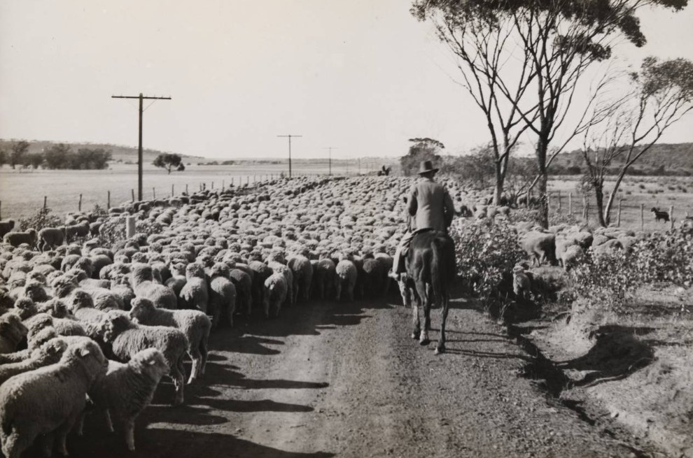 '2500 sheep being driven on a road near Moora, June 1936.' State Library W.A.