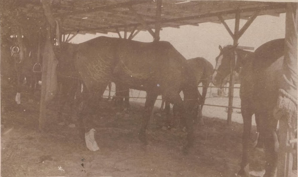 4th Light Horse ambulance horses, WW1 Collection Erin Cook