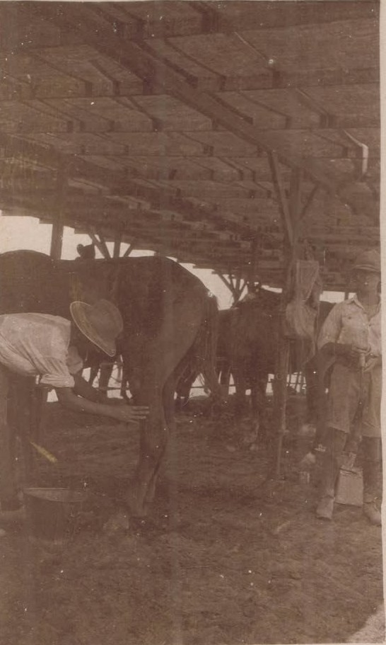 4th Light Horse ambulance horses, WW1 Collection Erin Cook