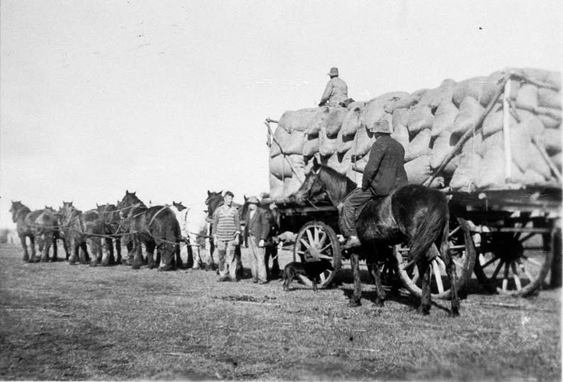 Alf Hobbs' horse team carrying wheat - Temora, NSW. 1930 State Library NSW