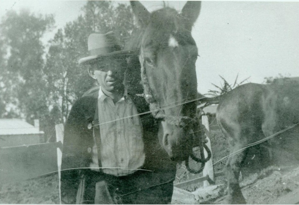'Arthur Larkin with horse, Captain at Collaroy. Arthur Larkin with his beloved horse Captain. 1924. Larkin had a team of horses stabled at his house in Wetherill Street Collaroy that were used for road building.' Northern Beaches Council, Library Services
