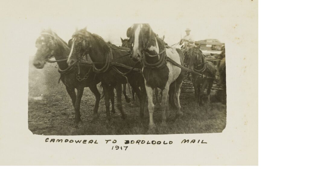 '...team pulling the mail wagon and driver from Camooweal to Borroloola Northern Territory, 1917.' Photo by James Broadbridge State Library Qld