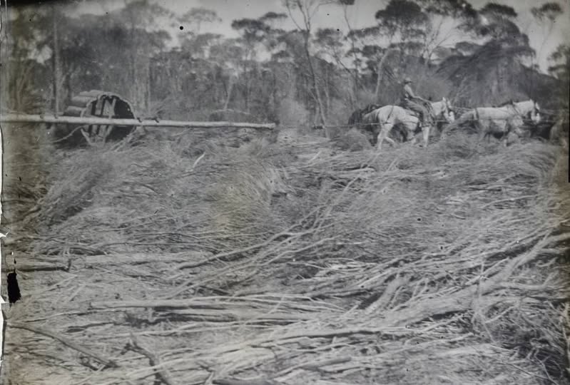 'Clearing land with horse-drawn roller, approximately 1912.' State Library W.A.