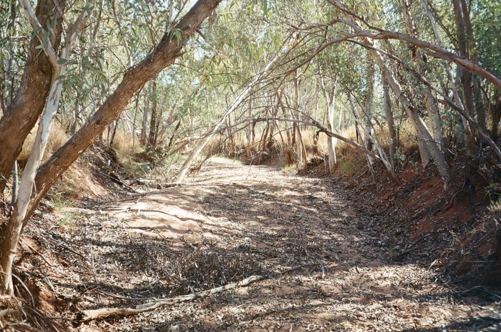 Landscape at Todd River Downs, NT