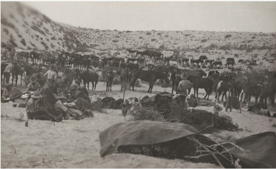 'Etmaler, Sinai. c. 1916. The horse lines of A Squadron, 8th Australian Light Horse Regiment, at a site near Romani. ' AWM