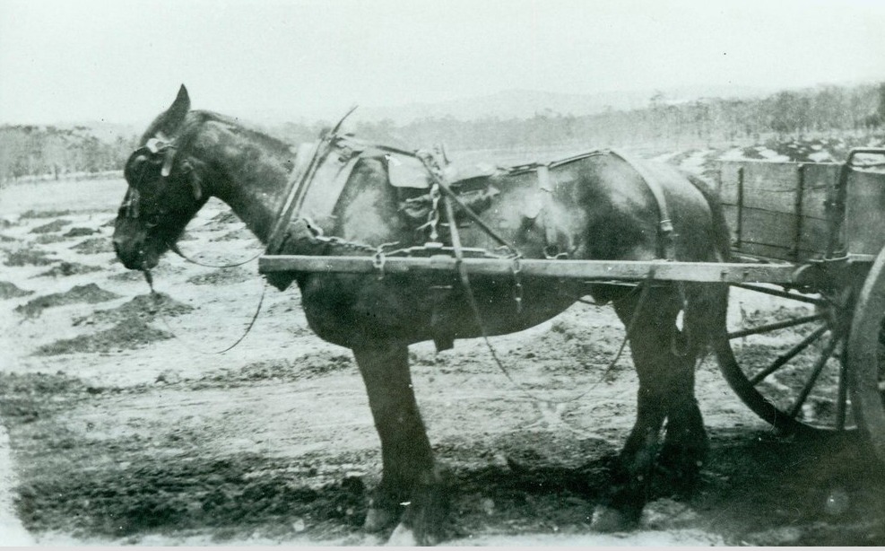 'Filling in the playground at the back of the Narrabeen Public School. Arthur Larkin's horse. Now Narrabeen Lakes Public School.' Undated Northern Beaches Council, Library Services