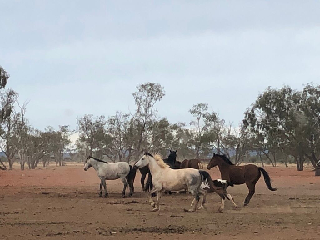 Waler horses at Todd River Downs NT, August 2025