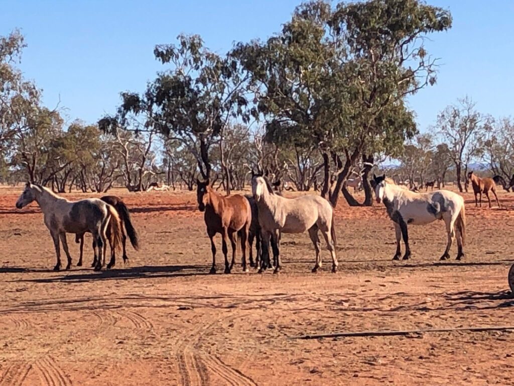 Waler horses at Todd River Downs NT, August 2025