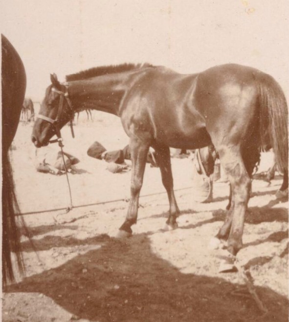 'Horse belonging to the Australian Light Horse Regiment, Egypt, approximately 1915 / W.A.S. Dunlop.' National Library of Australia.