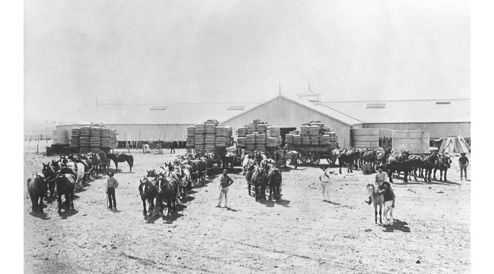 'Horse teams ready to move out with their loaded wool wagons, Brenda Station, ca. 1890.'

State Library Qld
