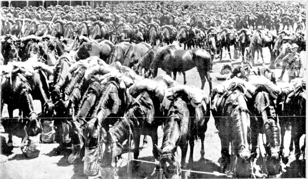 Horses feeding: Australasian, 23rd January, 1915