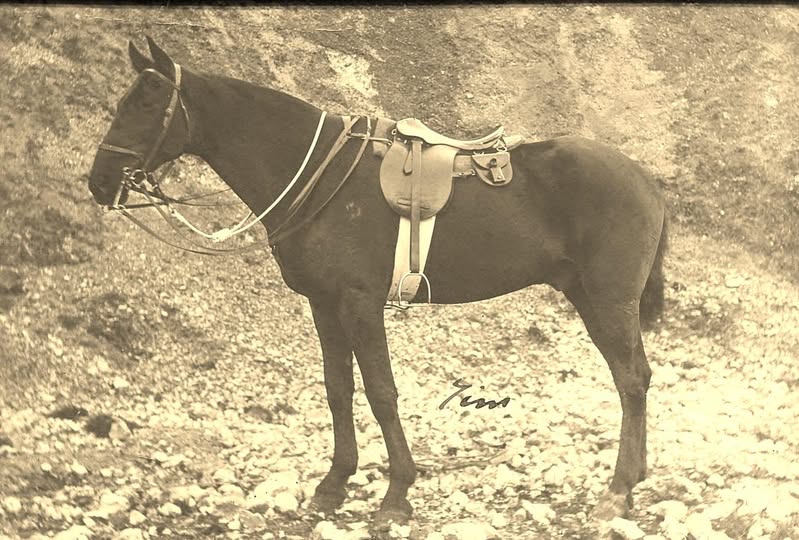 Major Arnold Brown's horse named Tim. Major Brown was with the 28th Battalion which saw service on Gallipoli, and the Western Front including the Somme, Pozieres, Poelcappelle and Bullecourt. Officers often had a GP type of saddle rather than the standard military issue, and the 28th was an infantry battalion. In late 1917 the Major was severely wounded. He returned to the front as soon as he was able, in early 1918. Major Brown D.S.O. returned from WW1 to Perth in May 1919 on the S.S. Warwickshire. Can't find what happened to his horse, hopefully sent to England as a hunter. Obviously much loved, to have his photo taken and his name written on it. In 1920 Brown returned to NSW which was his birth place, and farmed at Coonabarabran, then joined up again and served in WW2 1939-45. After that he farmed near Windsor for a time, then was in charge of an Immigration Holding Centre. He passed away in 1960, in his 66th year, at Bateman's Bay, leaving wife Freda, two daughters and one son, another son had been killed in WW2.