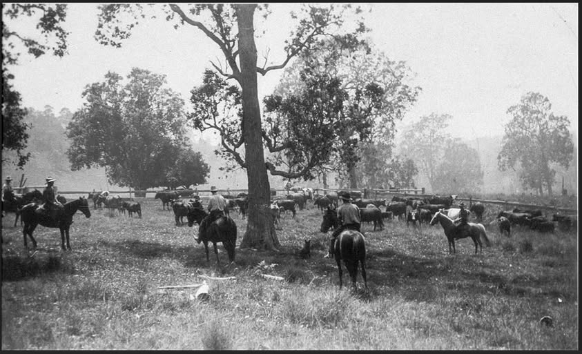 'Mustering cattle on "Willi Willi" property - 35 miles west of Kempsey, Upper Macleay, NSW.' State Library NSW undated McIver's ran a dairy farm there, milking over 100 head. The thick bush had been cleared by famous bushman, Michael (Mick) Mainey who mostly sold cedar for a living; however the bush got Mick as a falling tree cracked his skull and killed him in 1937 on Willi Willi - he was 89 years old.