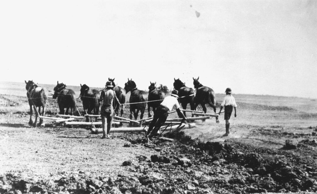 Ploughing a straight furrow behind an eight horse team, Roma, ca. 1935.' State Library Qld