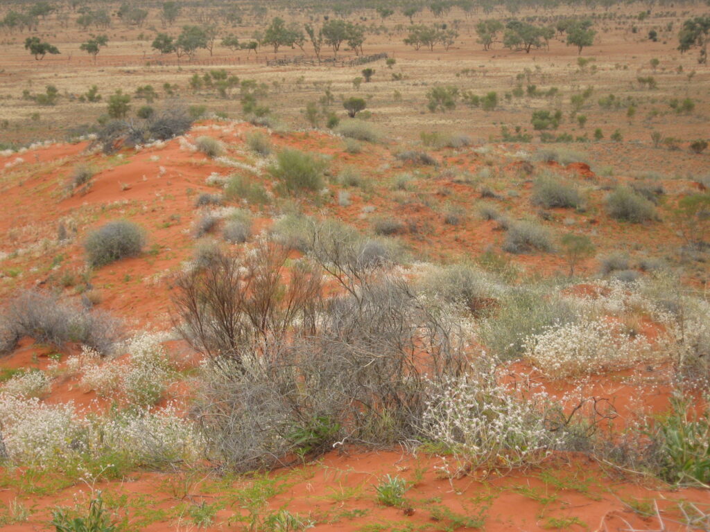 Todd River Downs NT Landscape