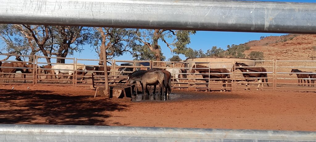 Waler horses with young buckskin at Todd River Downs NT August 2025