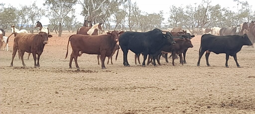 Cattle at Todd River Downs NT August 2025
