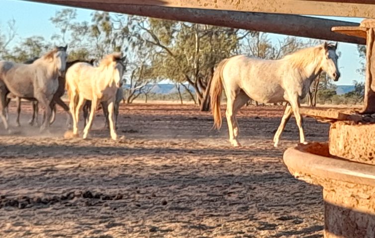 Waler horses near bore at Todd River Downs NT August 2025