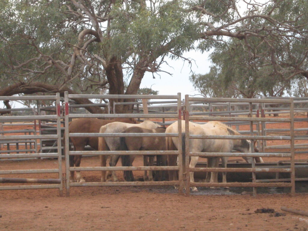 Waler horses at Todd River Downs NT, August 2025
