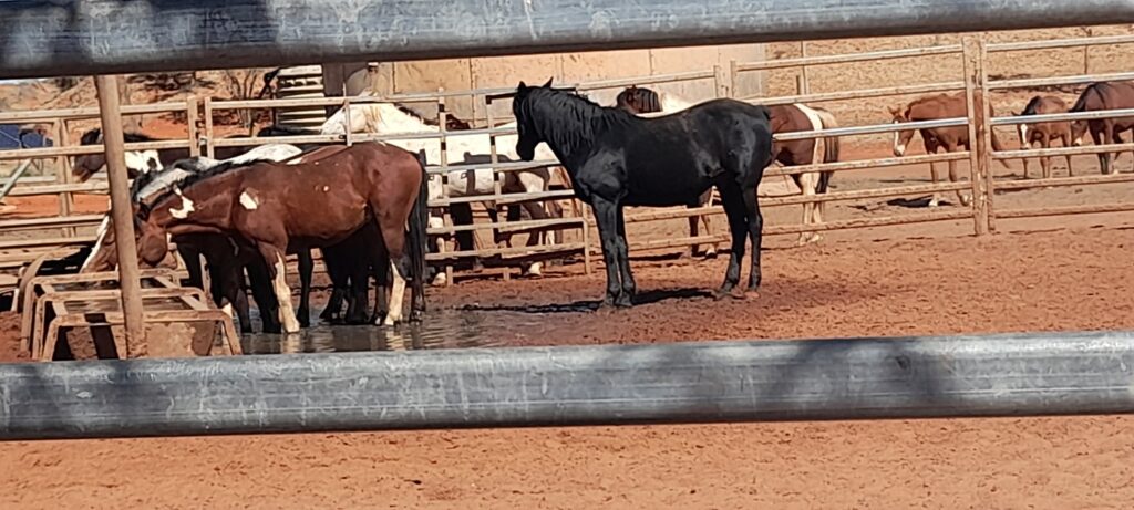 Waler horses drinking in yard at Todd River Downs NT August 2025