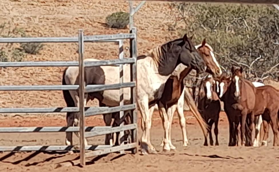 Piebald and Skewbald Waler horses at Todd River Downs NT August 2025